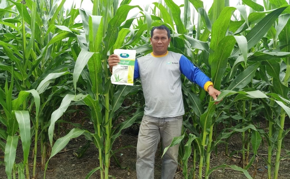 The Maize that Saves Our Life