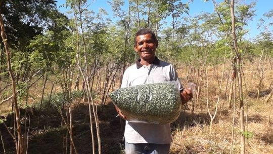 Moringa Leaf Machine that Increase Family Income