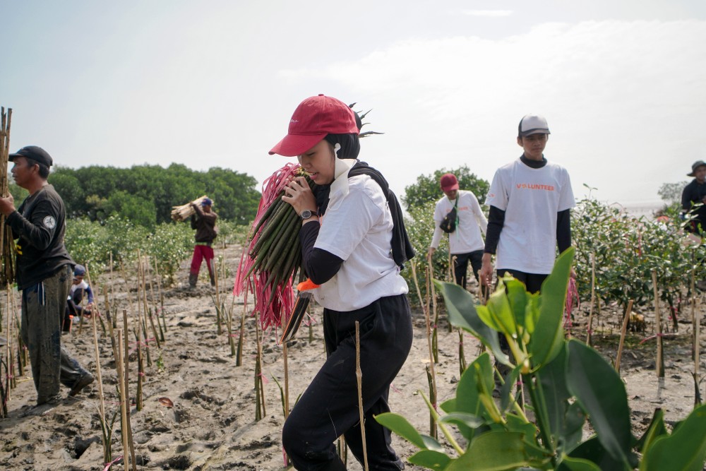 [Maret] Mangrove Check-in