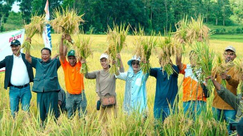 Panen Raya Padi Intani 602 di Sumteng WVI Dorong Peningkatan Hasil Produksi Petani