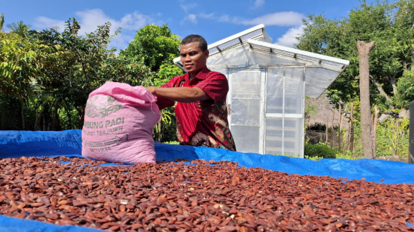 Kenari di Ujung Timur NTT: Komoditas Andalan Lokal yang Diusulkan jadi Menu MBG