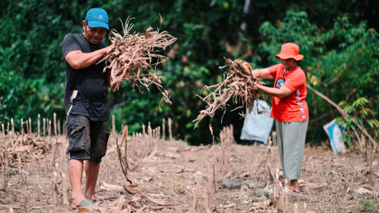 Green Agriculture, Utilising Corn Residue as a Climate Adaptation Effort 